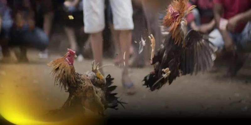 Trực Tiếp Đá Gà C3 Hôm Nay: Trải Nghiệm Đấu Gà Hấp Dẫn Giới thiệu thông tin tổng quan về Đá gà trực tiếp C3