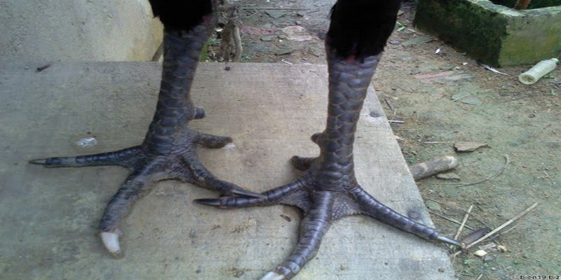 Gà Ngũ Sắc Chân Xanh - Tìm Hiểu Về Dòng Gà Quý Hiếm Chế độ chăm sóc gà ngũ sắc chân xanh