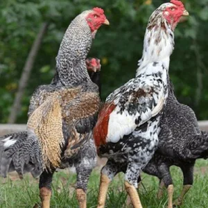 Cách Nuôi Gà Đá Cựa Sắt Jun88 – Gà Khỏe, Ra Đòn Hiểm