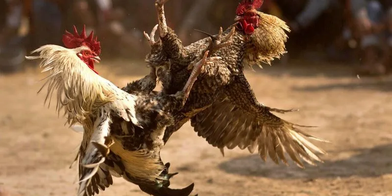 Bí quyết kiểm soát chi phí thức ăn – thuốc chỉ còn 28–32% doanh thu